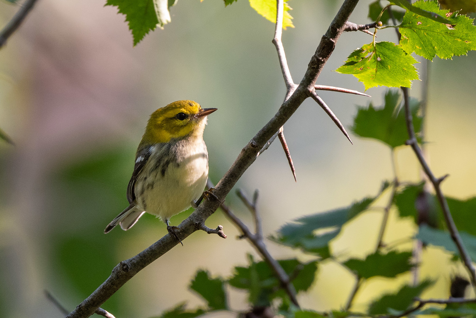 Black-throated Green Warbler Female