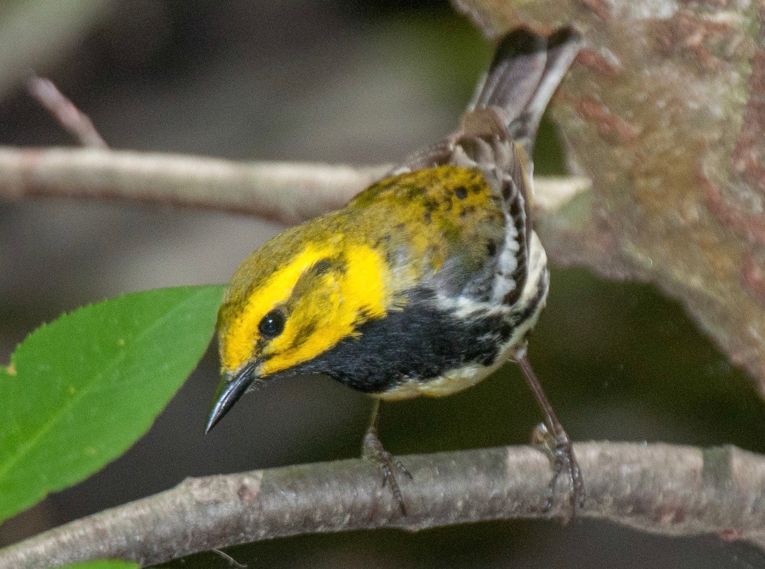 Black-throated Green Warbler