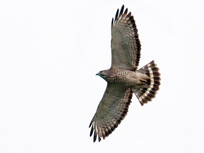 Broad-winged Hawk