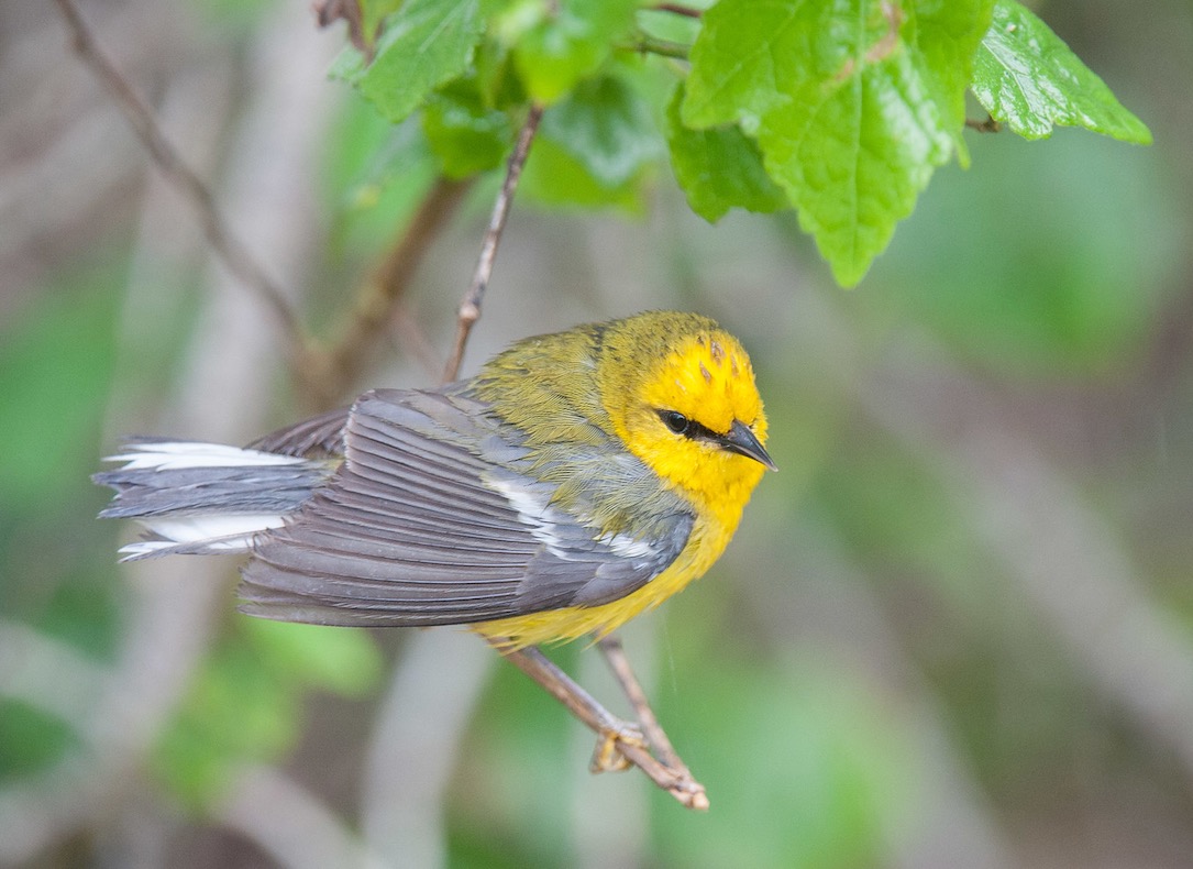 Blue-winged Warbler