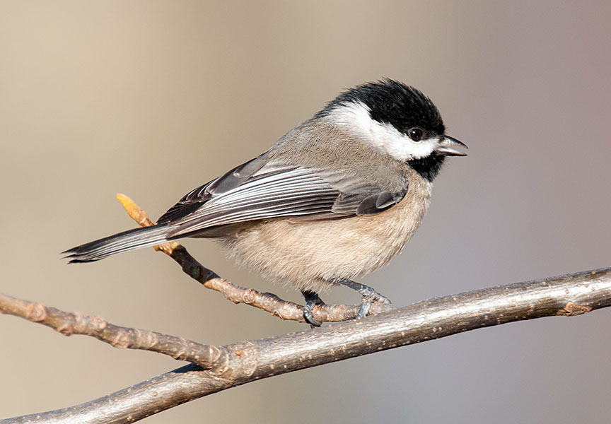 Carolina Chickadee