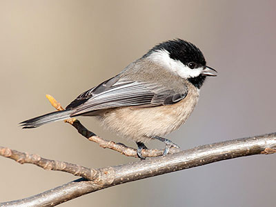 Carolina Chickadee