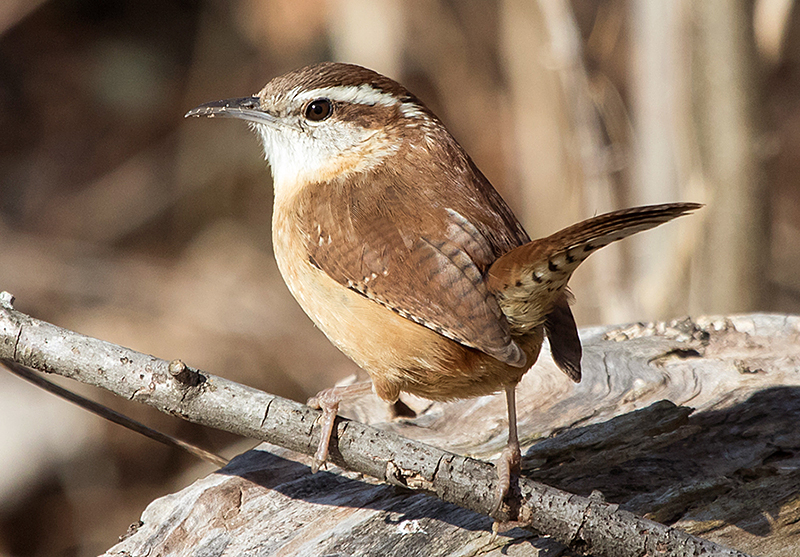 Carolina Wren Adult