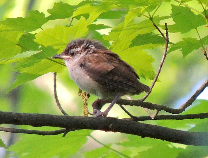 Carolina Wren Fledgling