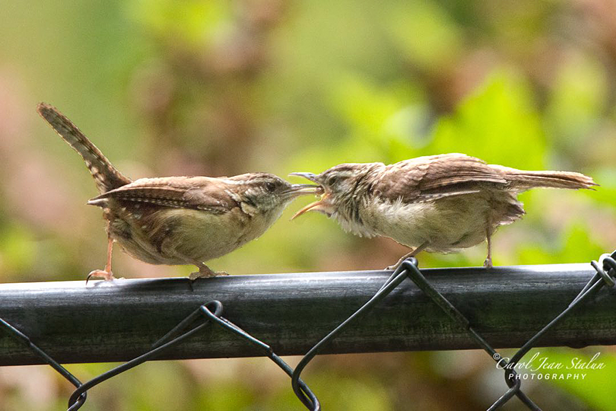 Carolina Wren Adult Feeding Fledgling