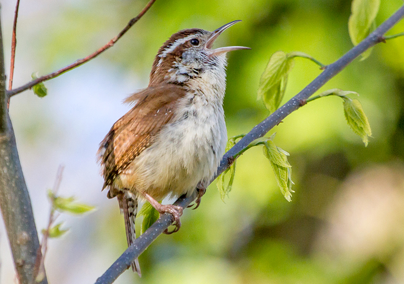 Carolina Wren Adult