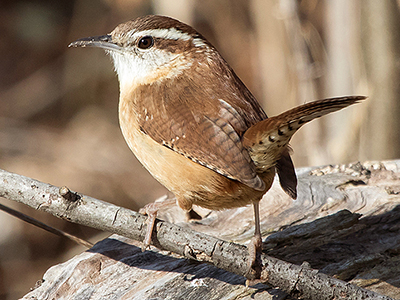 Carolina Wren