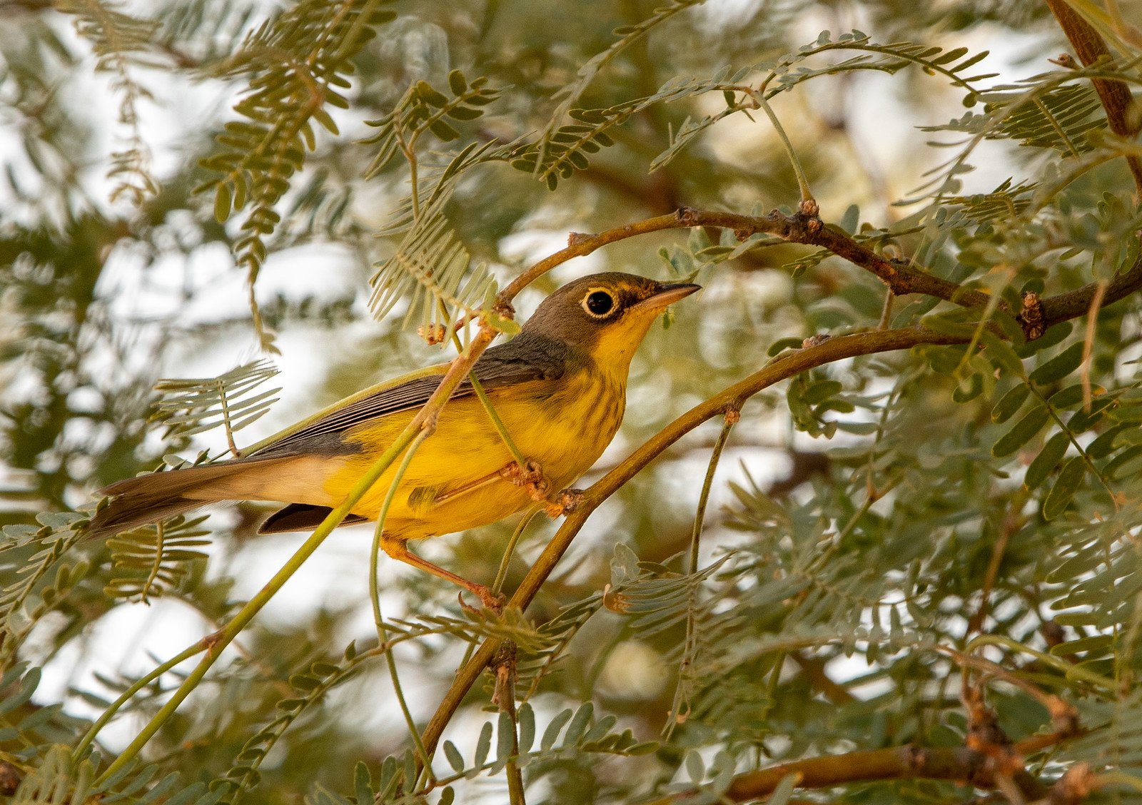 Fall First-year Male