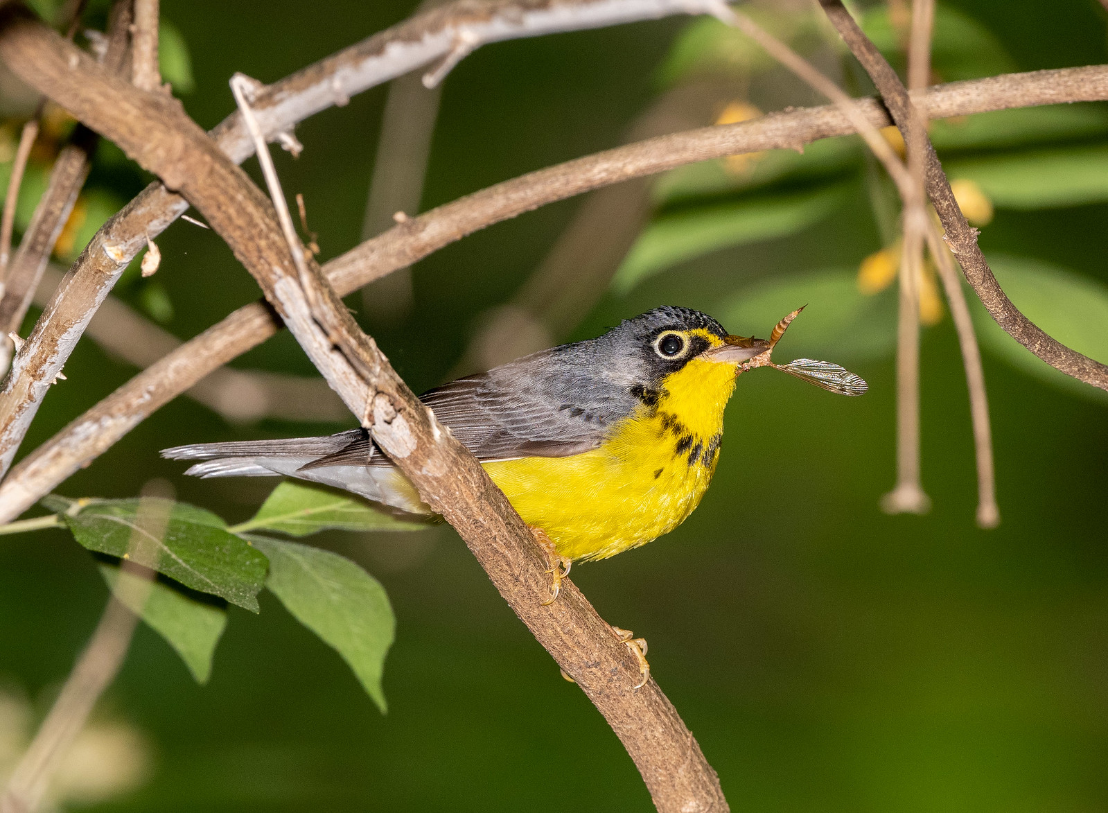 Canada Warbler Female