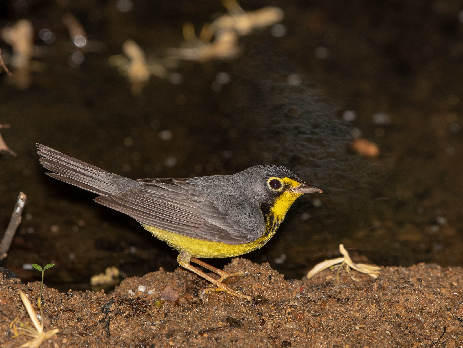 Canada Warbler Male