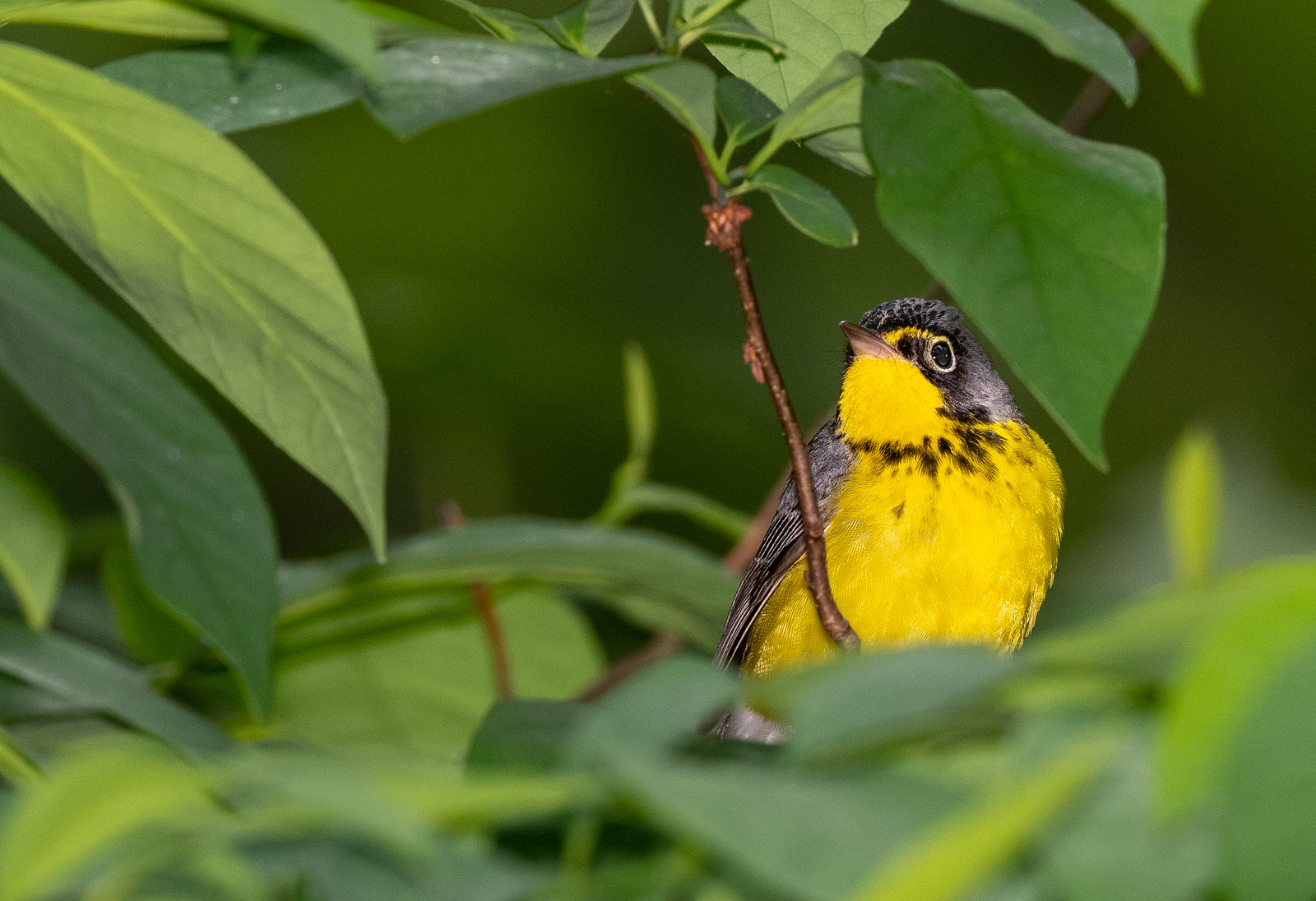 Canada Warbler Female