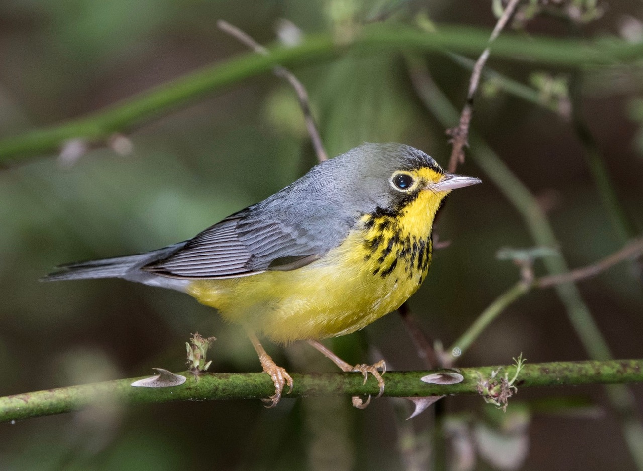 Canada Warbler