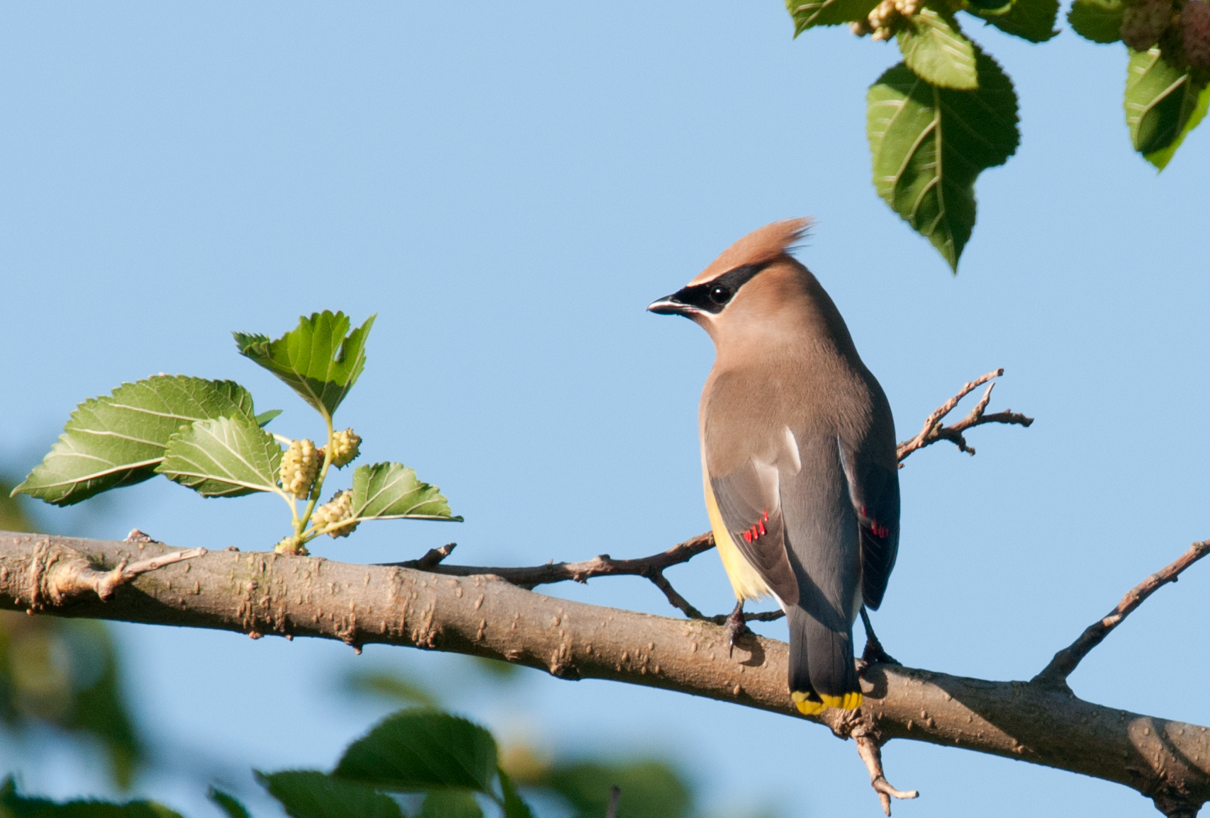 Cedar Waxwing