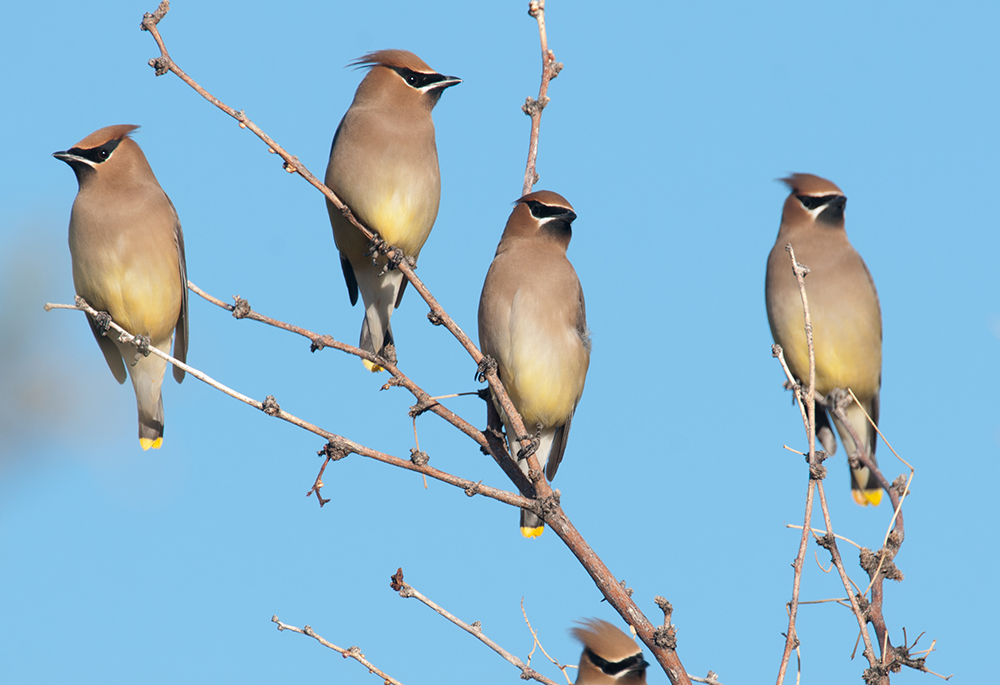 Cedar Waxwings