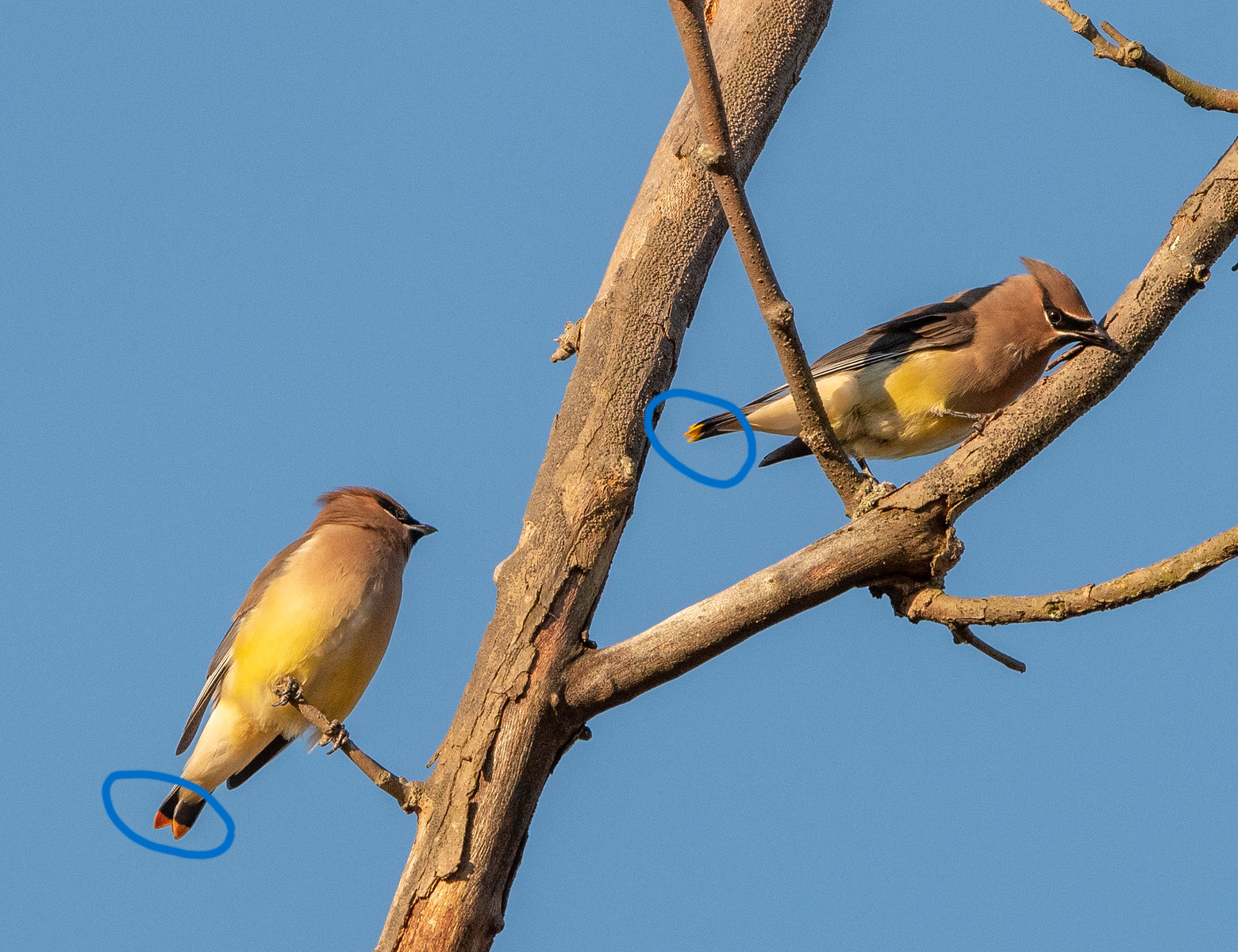 Cedar Waxwings Adults with Orange Tail Band