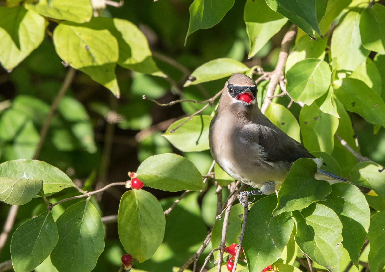 Cedar Waxwing