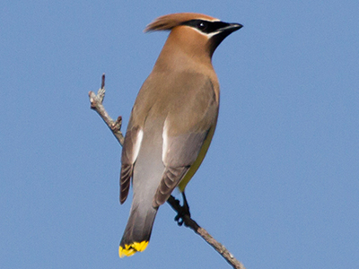 Cedar Waxwing