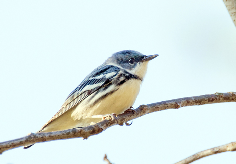 Cerulean Warbler Male