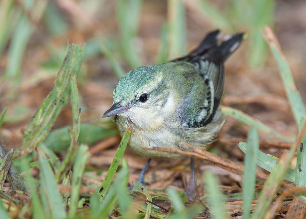 Cerulean Warbler Female