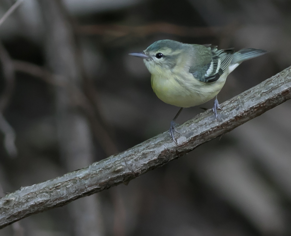 Cerulean Warbler Female