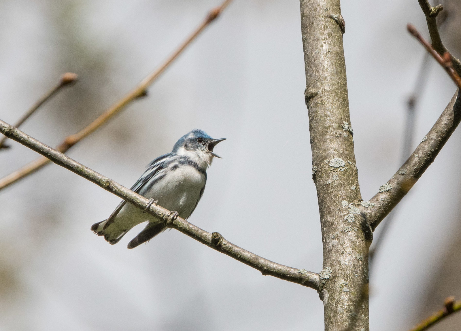 Cerulean Warbler Male