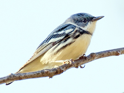 Cerulean Warbler