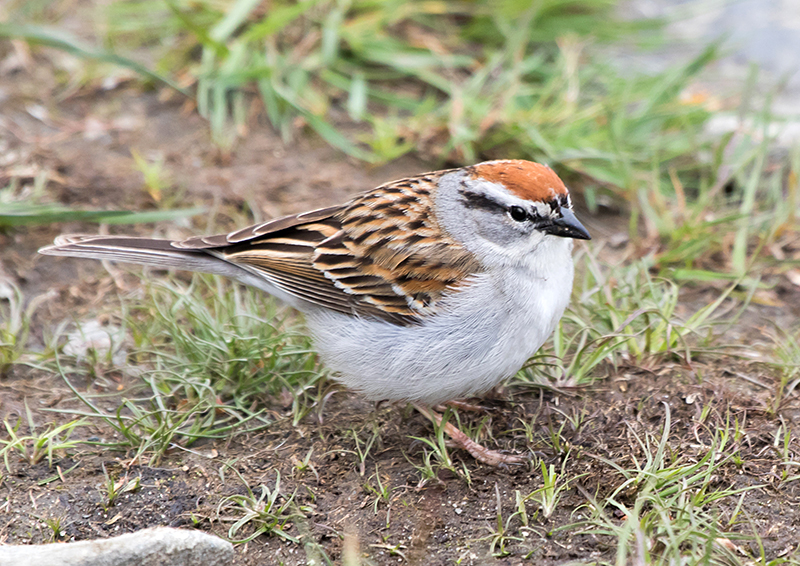 Chipping Sparrow