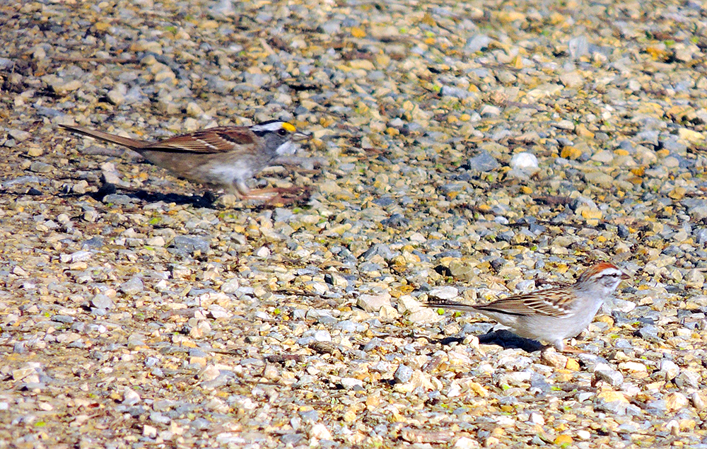 White-throated and Chipping Sparrows