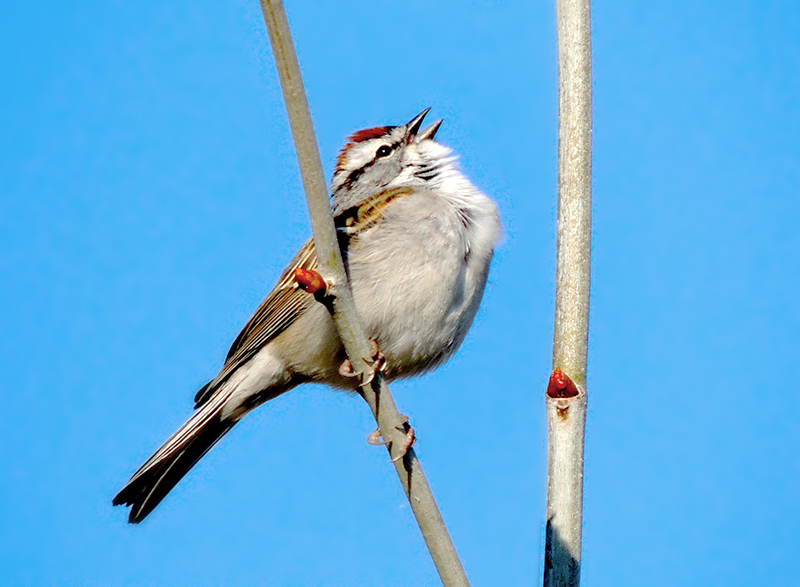 Chipping Sparrow