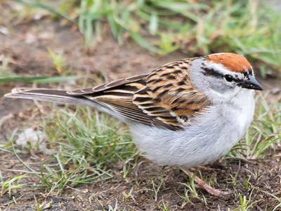 Chipping Sparrow