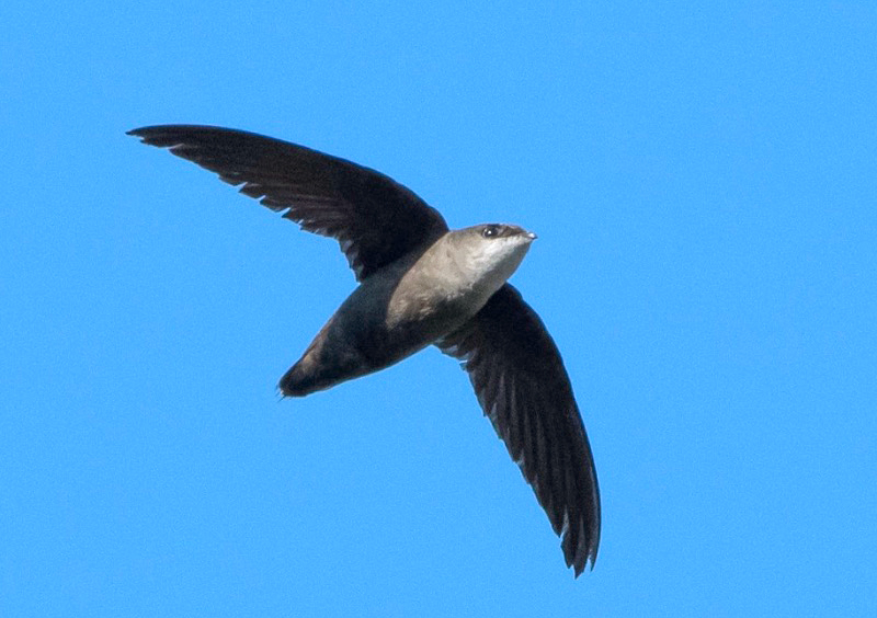 Chimney Swift