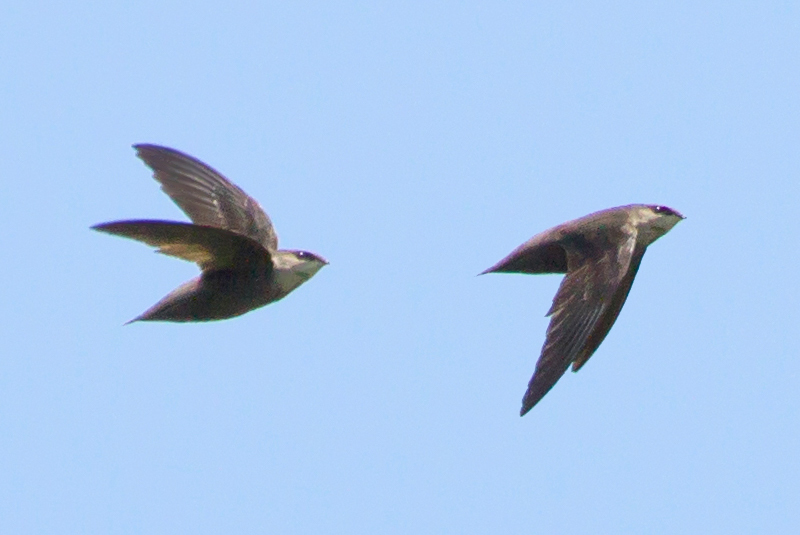 Chimney Swift