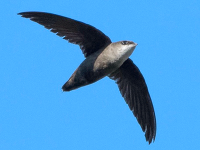 Chimney Swift