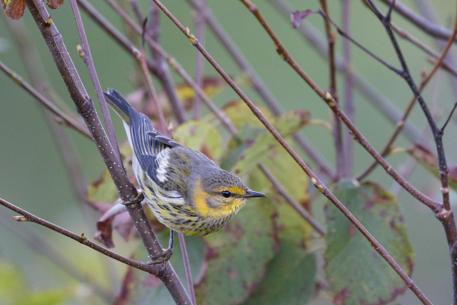 Cape May Warbler Fall Adult Male