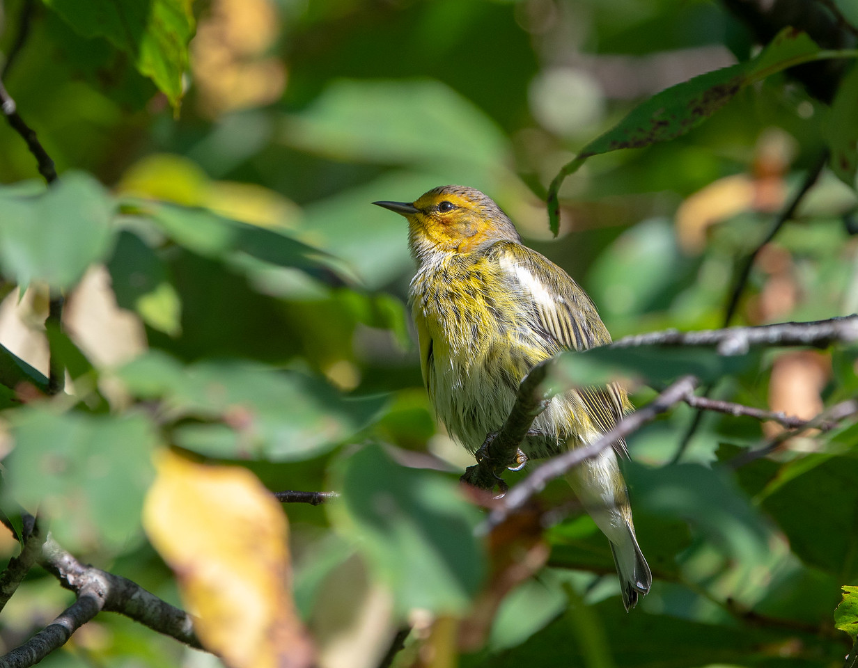 Cape May Warbler Fall Adult Male