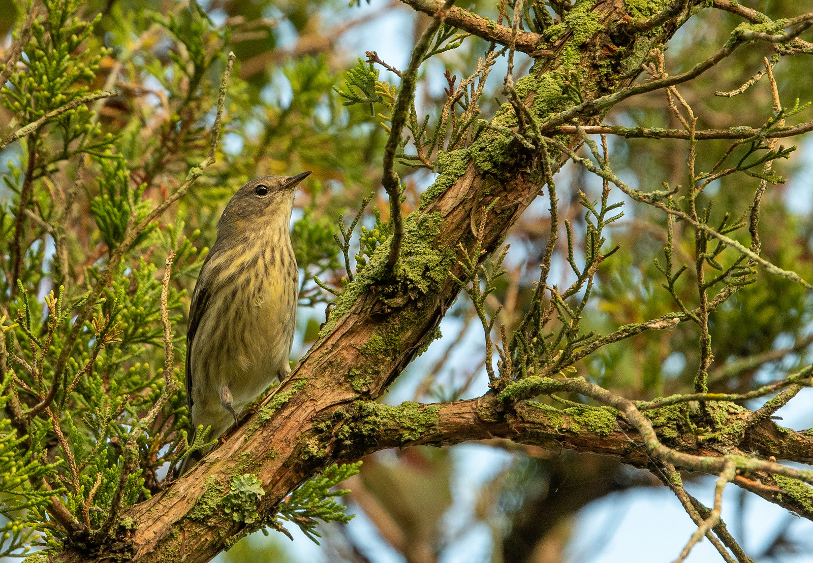 Cape May Warbler Fall Adult Female