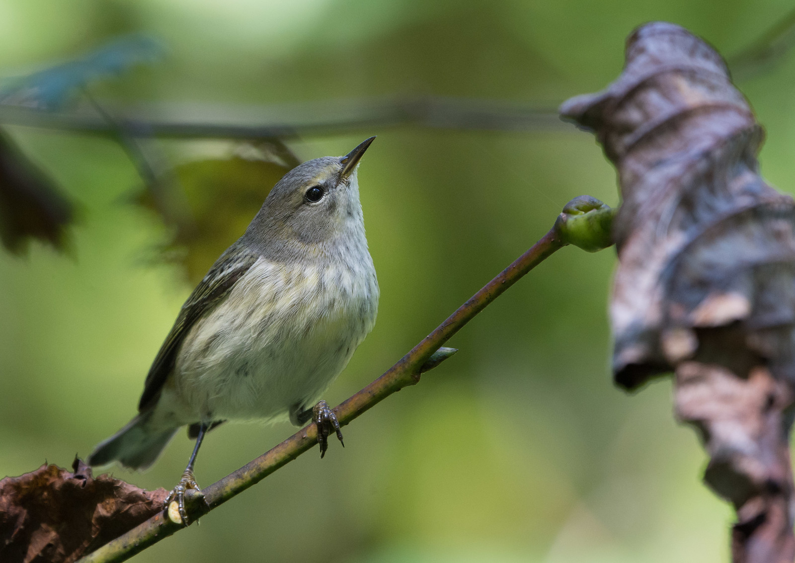 Cape May Warbler Fall First-year Female