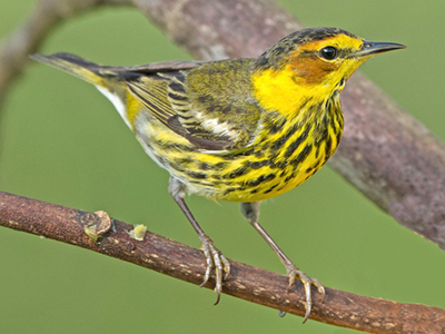 Cape May Warbler