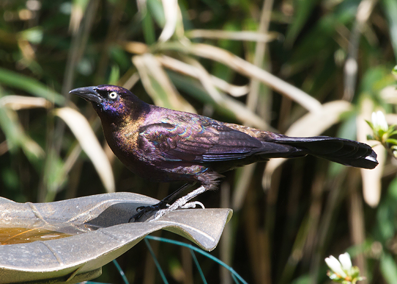 Common Grackle Male