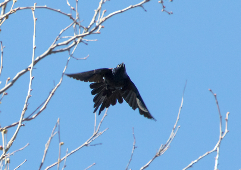 Common Grackle Male