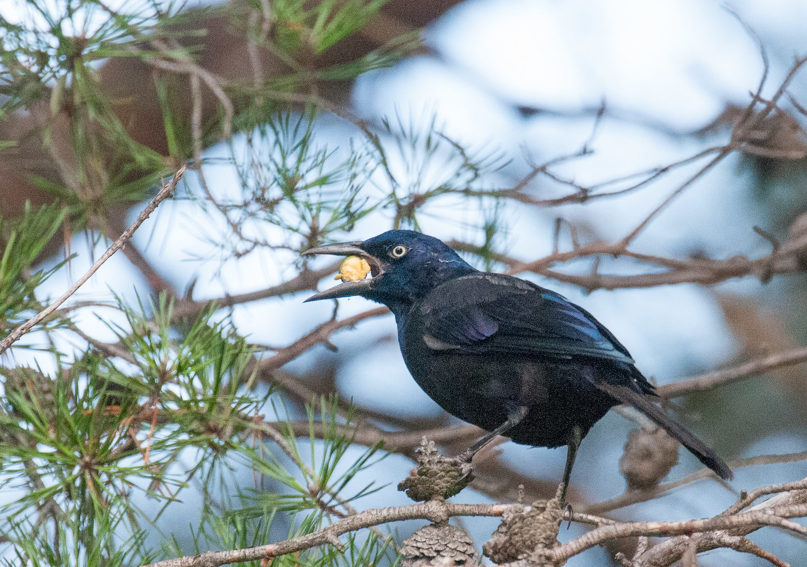 Common Grackle Male