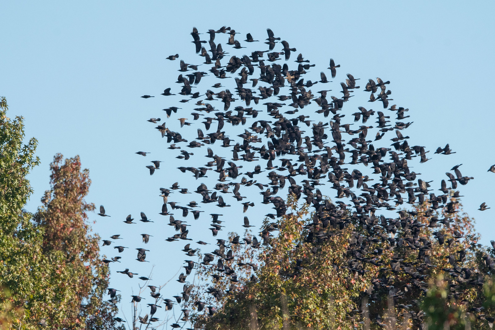 Common Grackle Male