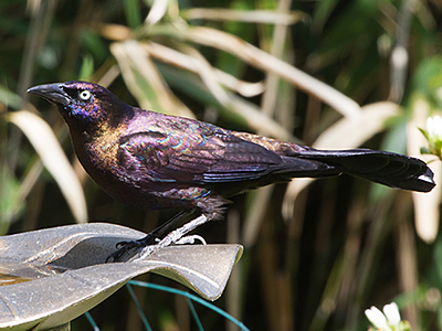 Common Grackle