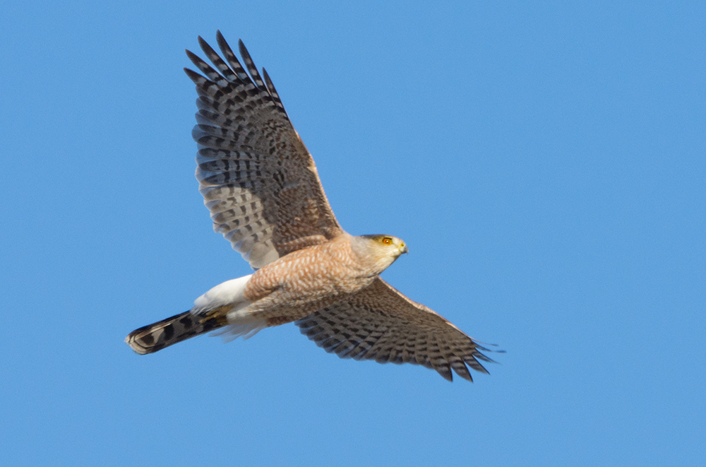 Cooper's Hawk Adult