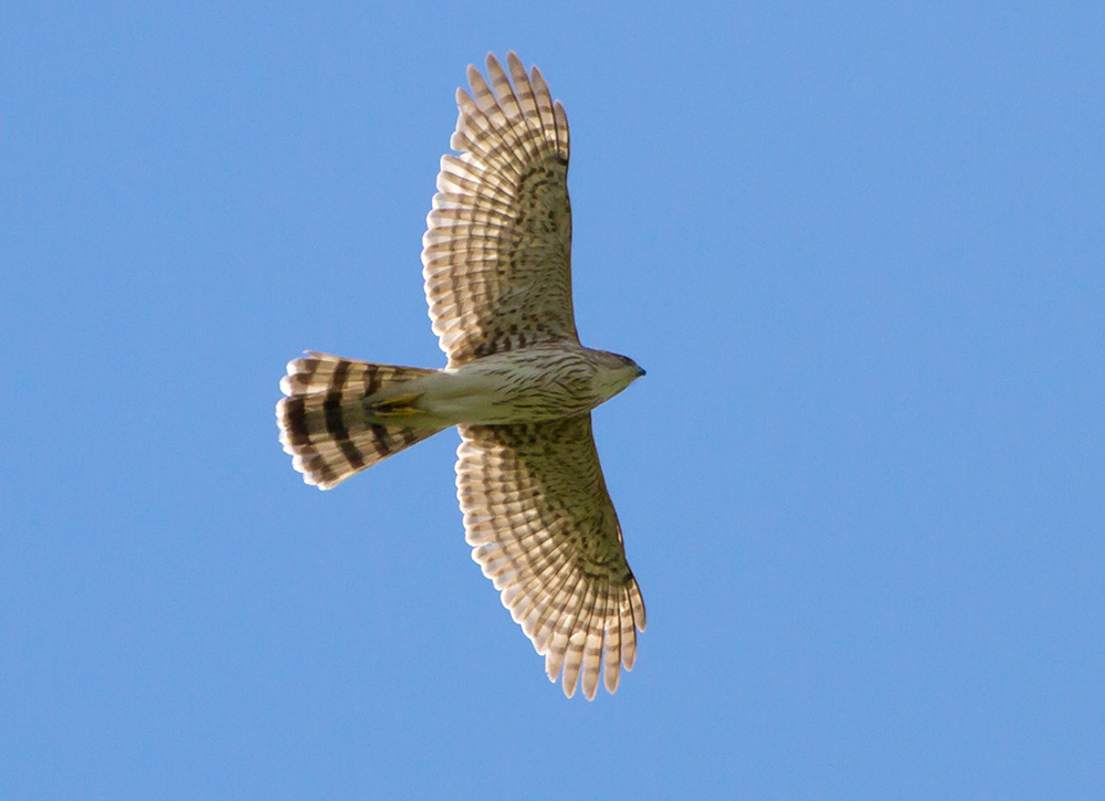 Cooper's Hawk Juvenile