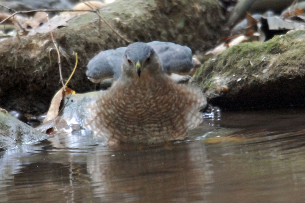 Cooper's Hawk Adult