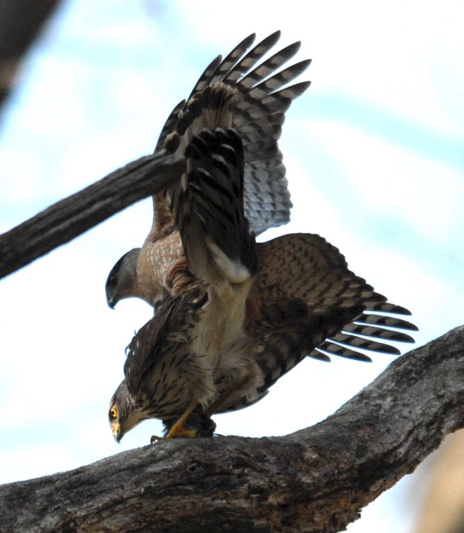 Mating Cooper's Hawks