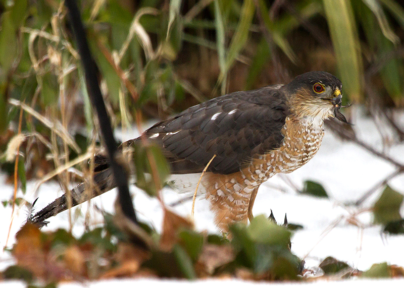 Adult Cooper's Hawk Eating a Robin