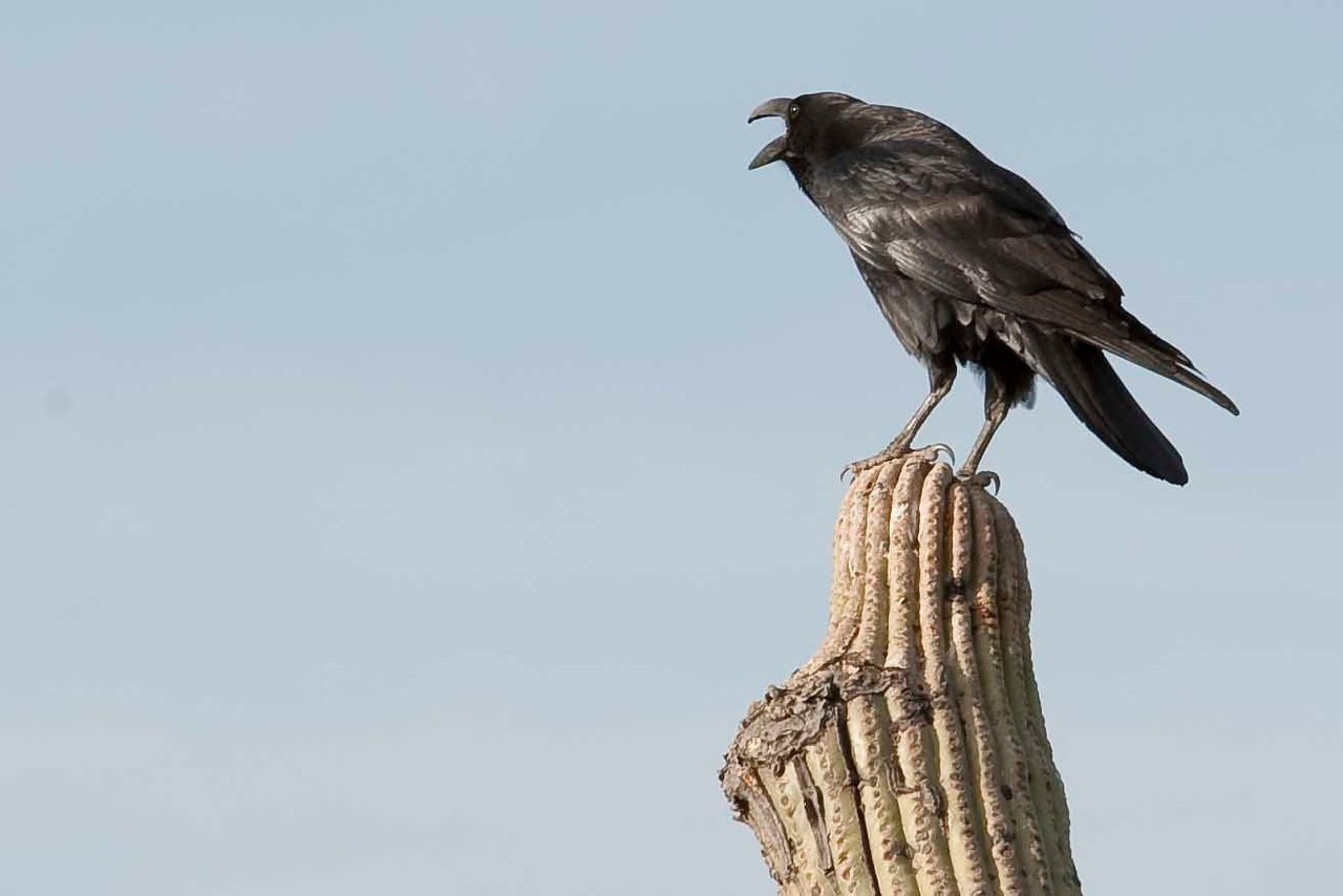 Common Raven