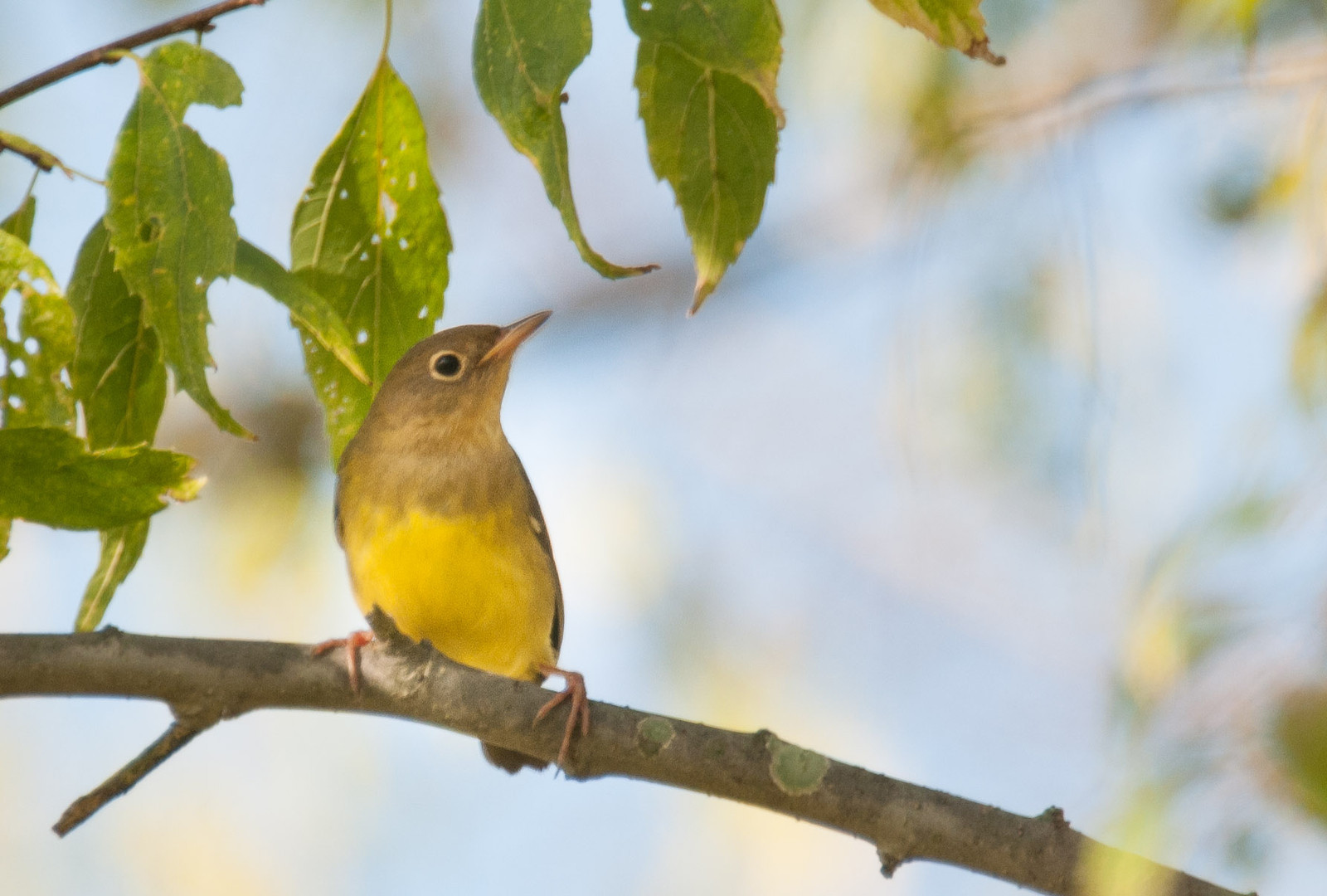 Connecticut Warbler